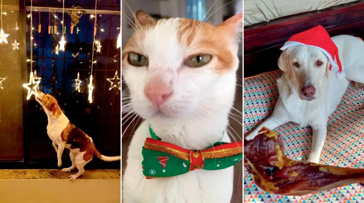 IN PHOTOS: Tips for a safe Christmas with your pets