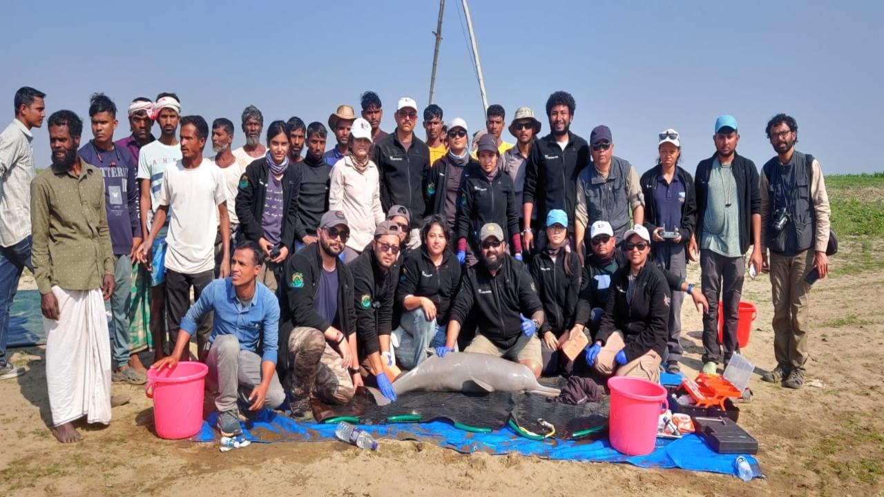 India conducts first-ever Ganges River Dolphin tagging in Assam