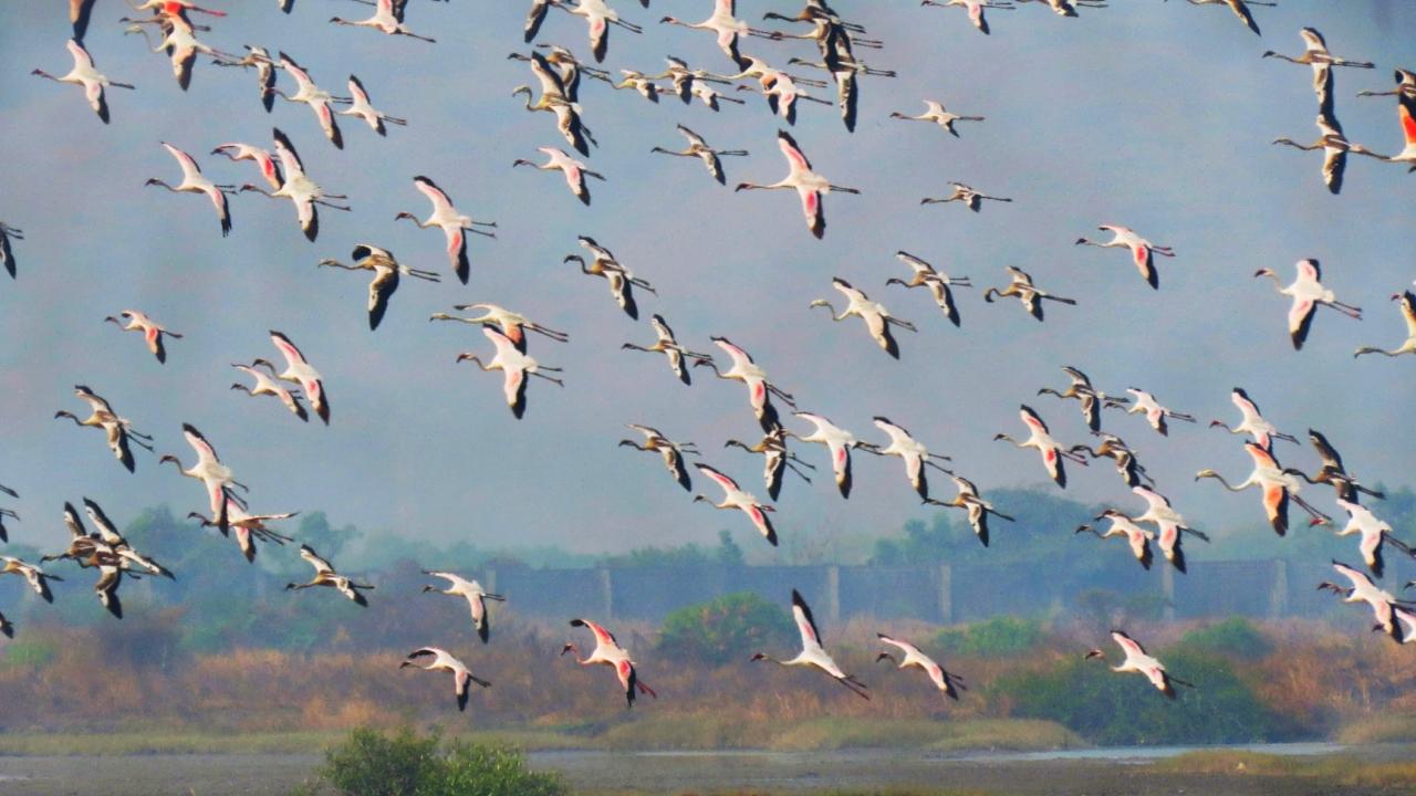 Flamingos return to Panje wetland in Uran