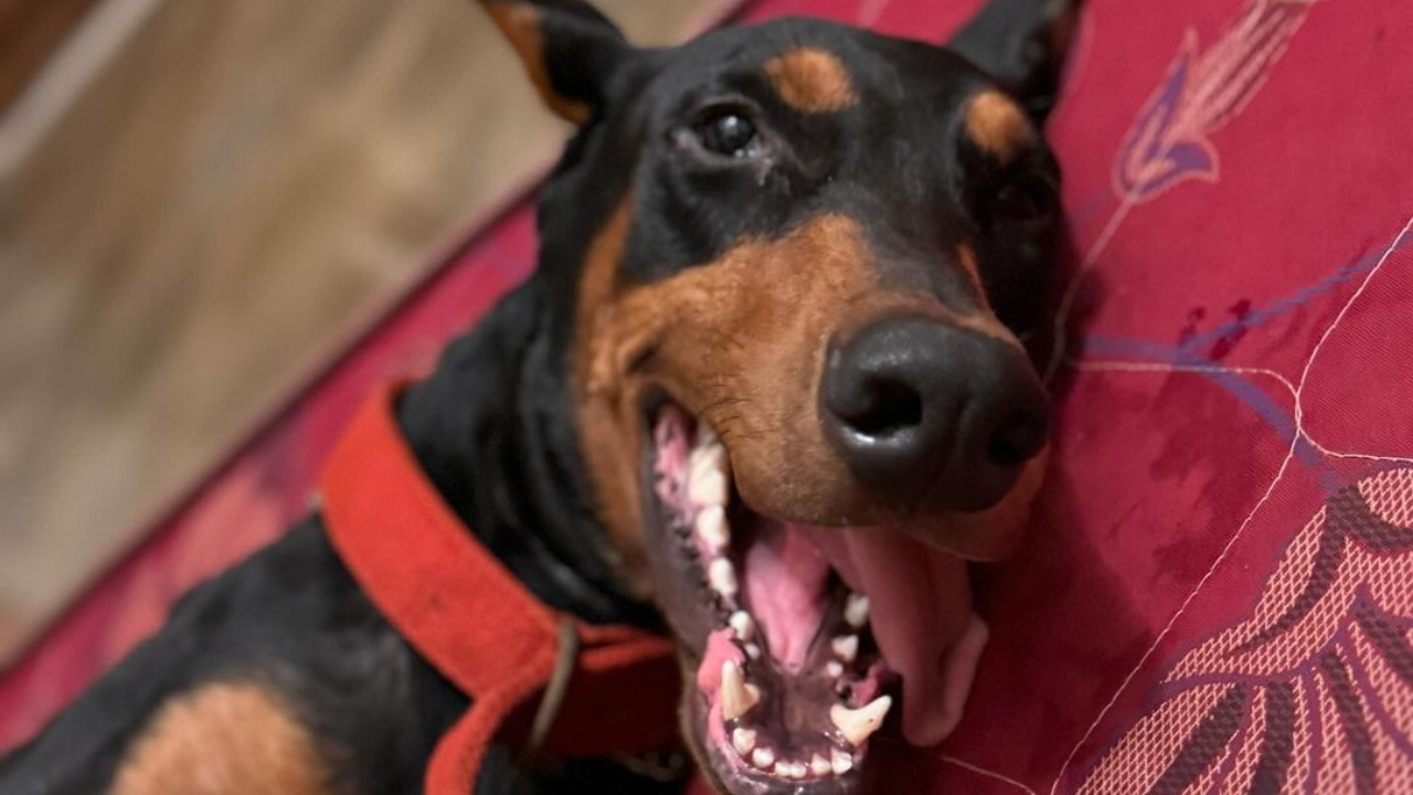 Tata used to constantly take many different kinds of efforts for dogs like helping reunite abandoned dogs with their guardians. In 2023, members of his office found this abandoned/lost dog outside Sion Hospital, and he immediately put out a call to help him be reunited with his pet parent. 