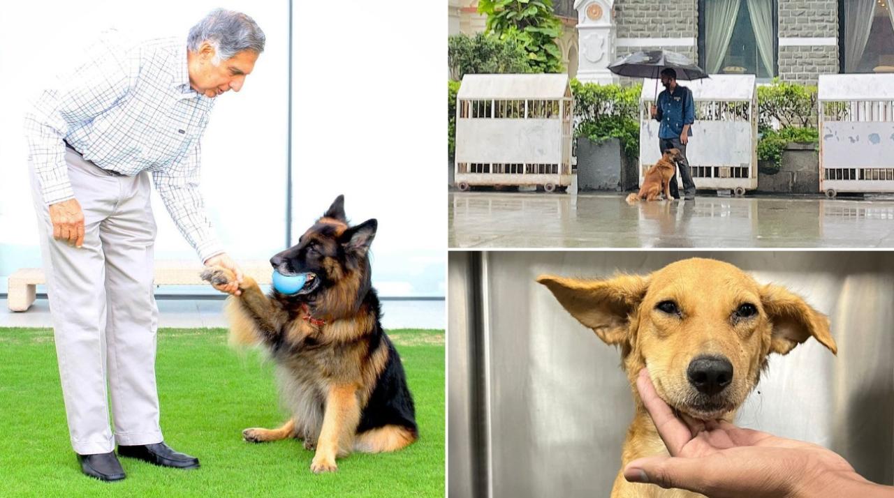 Ratan Tata not only took care of the dogs in his home but also outside and even started a hospital for them. Photo Courtesy: Official Instagram account of Ratan Tata 