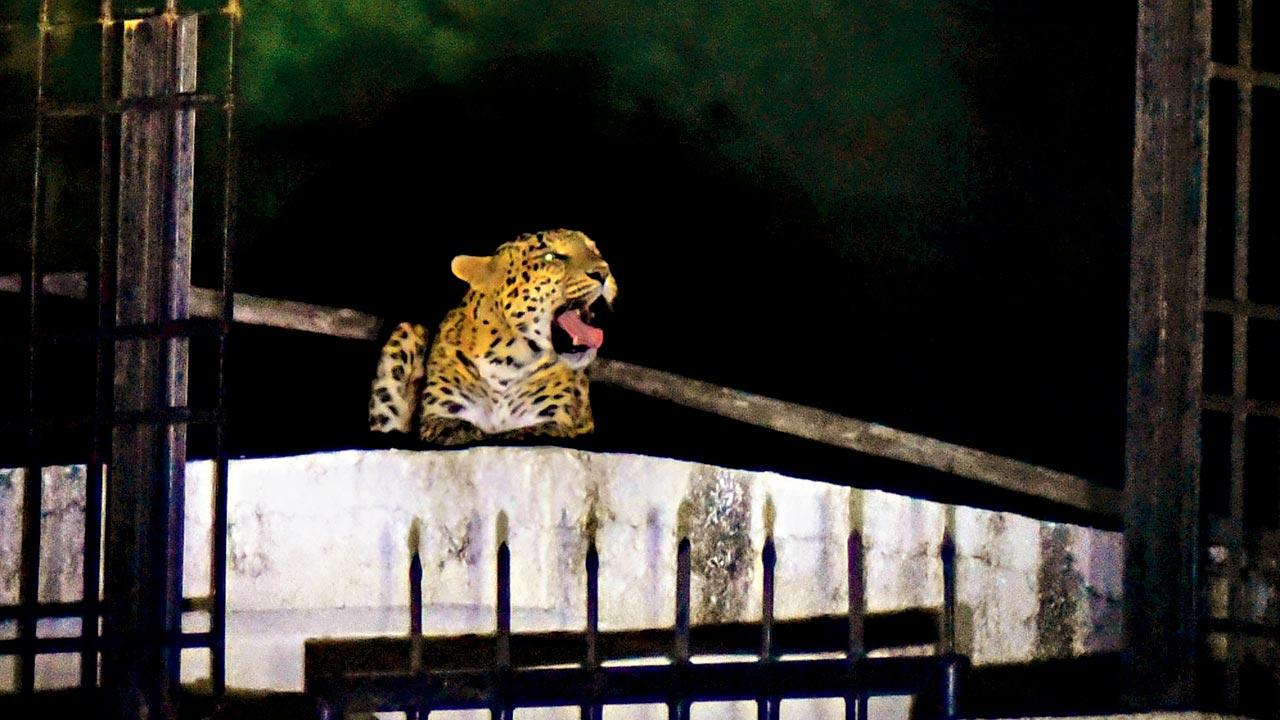 Leopard rescue team on standby during PM Modi’s Maharashtra visit