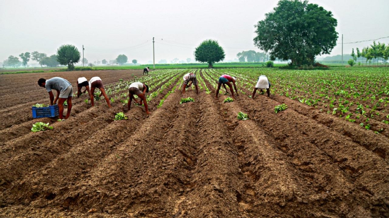 'Irregularities found in crop insurance scheme, shrines shown as farmlands'