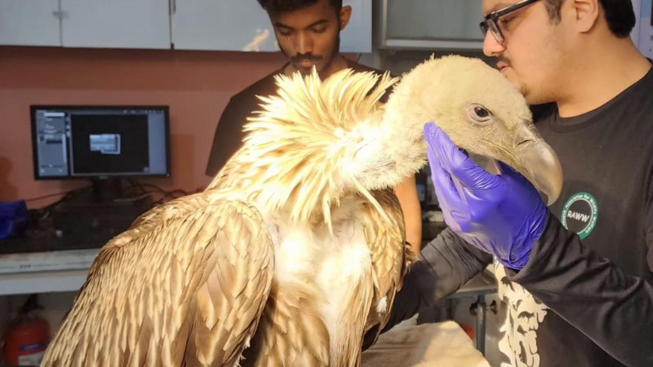 Himalayan Griffon Vulture rescued from village in Uran