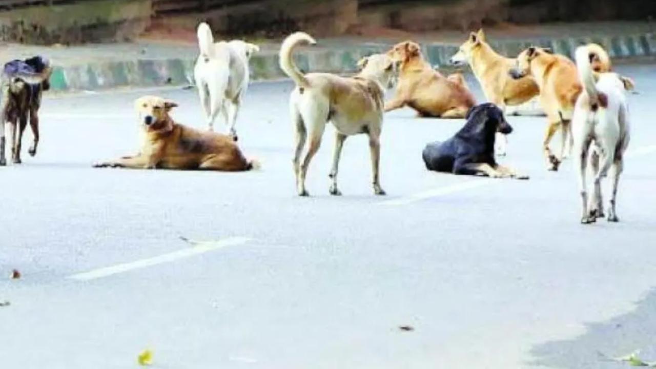 At least 20 dogs dead, 11 injured after being thrown from bridge; probe underway