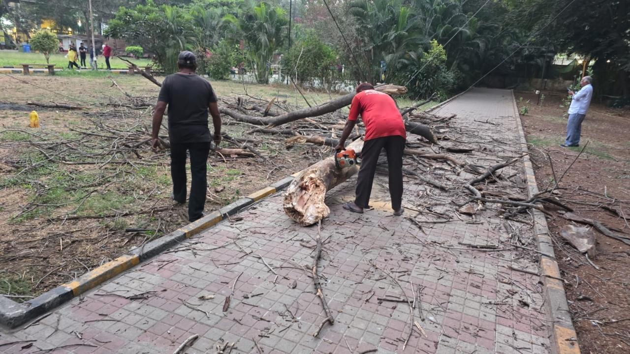 One dead, another injured after tree branch falls on them in Ghatkopar