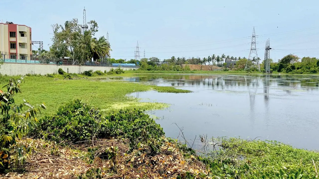 HC initiates PIL for conservation, preservation of wetlands in Maharashtra